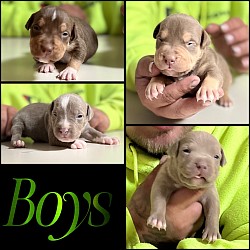 CURRENT BOYS OFF IVY❌KODAK