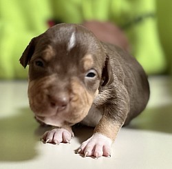 Chocolate tri male $1300