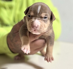 Chocolate tri female $2000