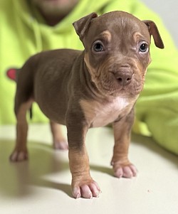 Male Chocolate tri $1500 ABKC