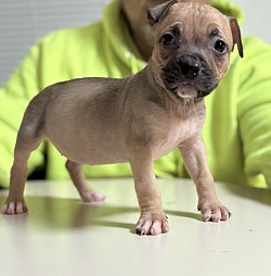 Smut female $1300 ABKC SOLD