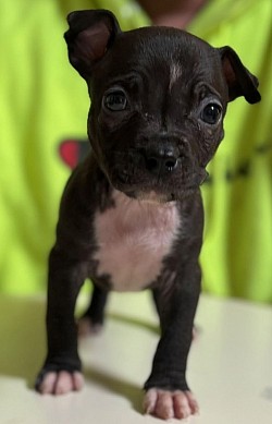 Female seal $1300 ABKC