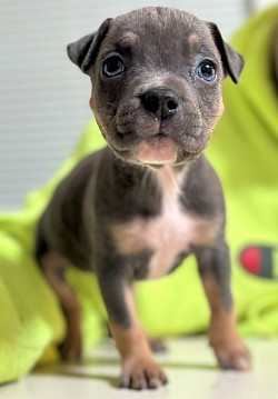 Female Blue tri $1300 ABKC