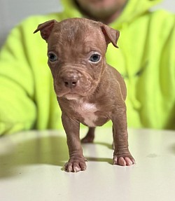 Male chocolate ghost tri $1500 ABKC
