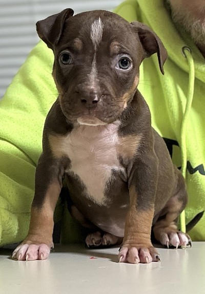 Female chocolate tri $1200